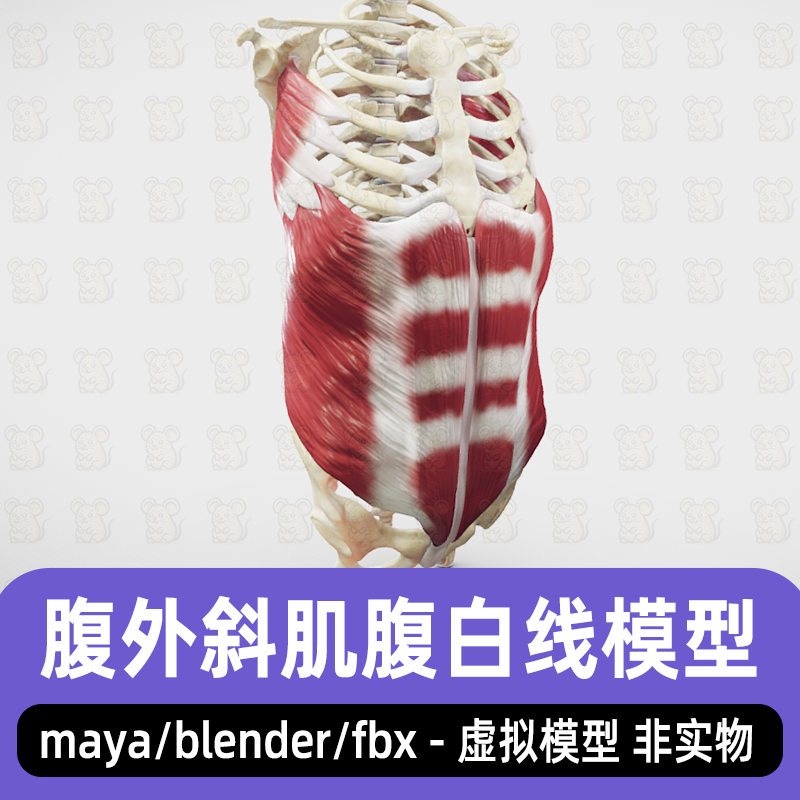 maya腹外斜肌腹白线模型blender人体解剖骨骼肌肉胸部骨骼3d模型