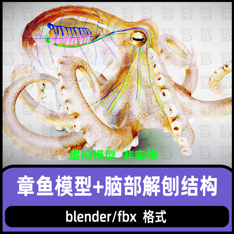 blender影视级章鱼头部解刨结构3d模型脑部结构3D模型4K贴图fbx