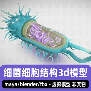 blender细菌细胞结构模型maya微生物细胞解剖内部3D模型素材fbx