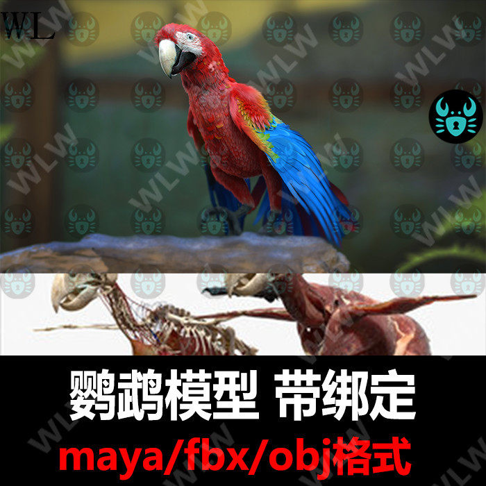 maya模型白鸽鹦鹉带有绑定贴图骨骼肌肉高精写实 K209 turbosquid