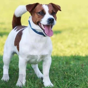 纯种杰克罗素梗犬活体幼犬杰克罗素梗平毛刚毛活体猎犬牧师罗素