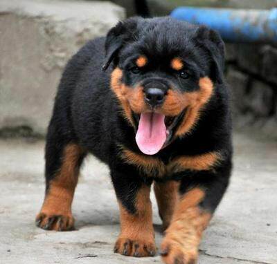 罗威纳幼犬纯种罗威纳犬赛级双血统德系罗威纳护卫犬罗威幼崽德牧