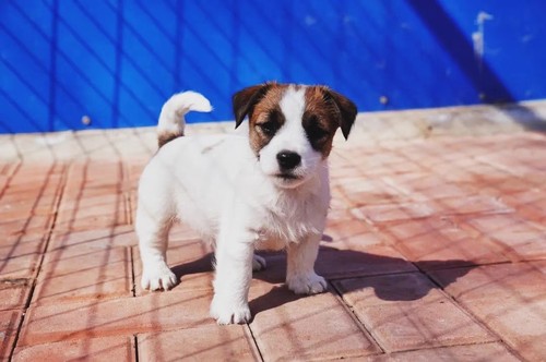 纯种基地梗犬克罗素梗犬太仓犬