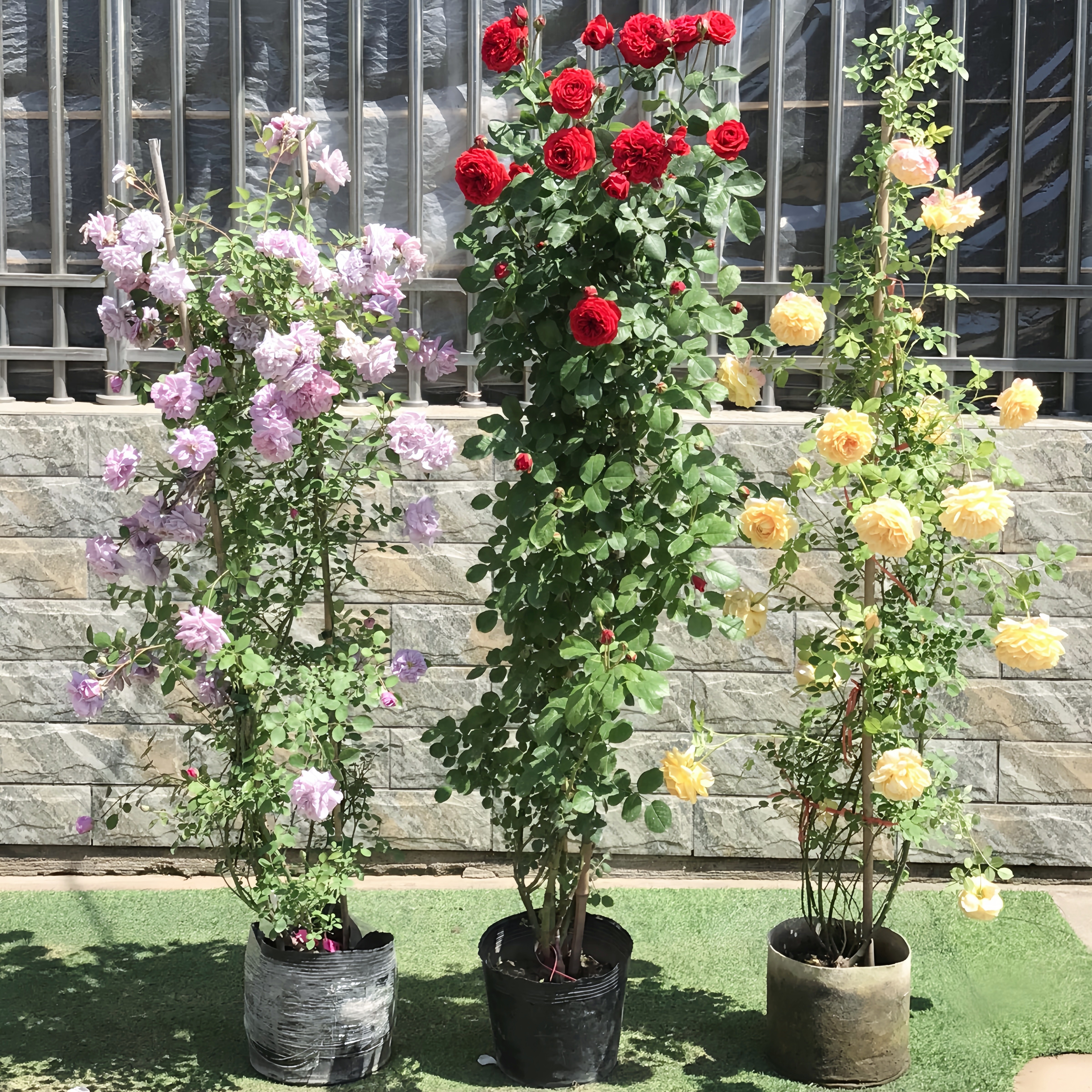 藤本月季四季大花开花玫瑰花苗树状月季花苗盆栽花卉室内植物绿植,鲜花速递/花卉仿真/绿植园艺,月季/蔷薇/玫瑰,淘宝优惠券,粉丝福利购,淘宝优惠卷