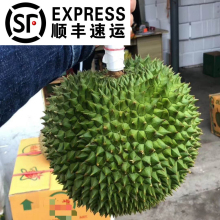 榴莲鲜果老树榴莲泰国长柄干尧KANYA榴莲顺丰包邮