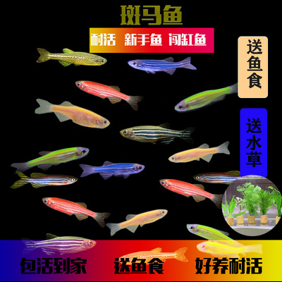 淡水冷水送鱼食水草收藏送螃蟹