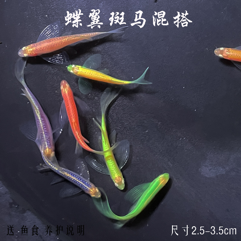 江苏发货斑马鱼常温运输包活冷水