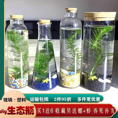 江苏发真鱼水草送螺开票24小时发
