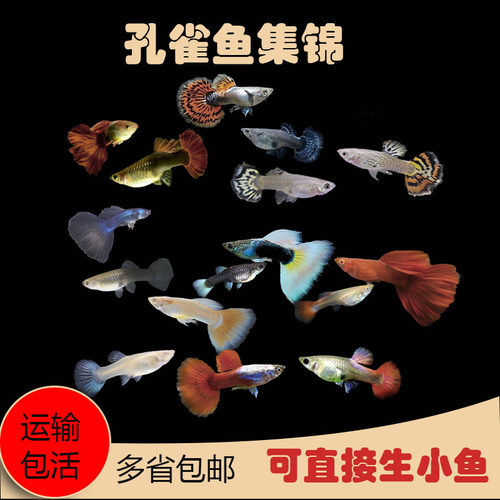 蕾丝热带鱼观赏鱼孔雀鱼
