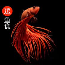 活体观赏鱼热带鱼泰国斗鱼半月马尾狮王宠物小迷你淡水鱼一对公母