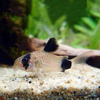 清道夫活体清洁鱼除藻吃垃圾鱼