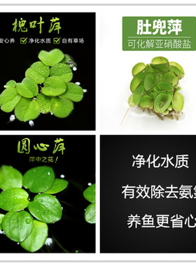 豹纹圆心萍槐叶萍1朵红毛丹浮草长须浮萍强力一叶莲虾缸净化水质