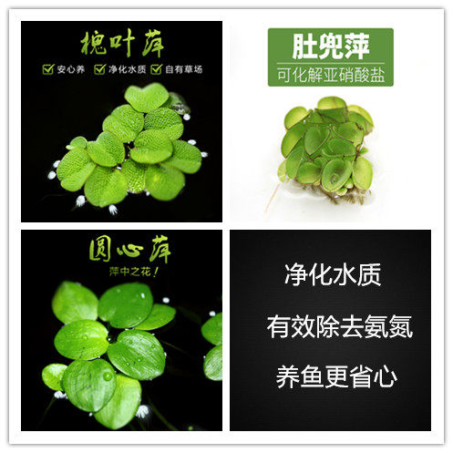 豹纹圆心槐叶红毛丹浮草一叶