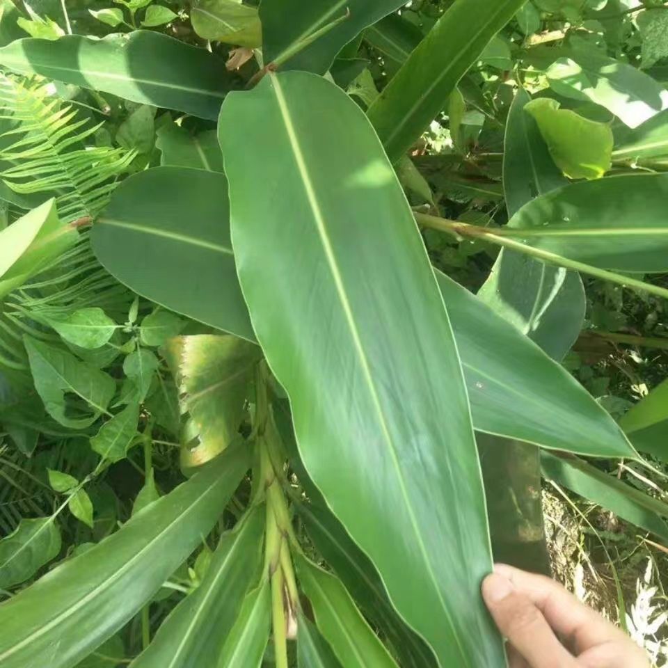 艳山姜叶子 福建宁德霞浦福州蒸年糕蒸米饺叶子现摘米粿500克包邮