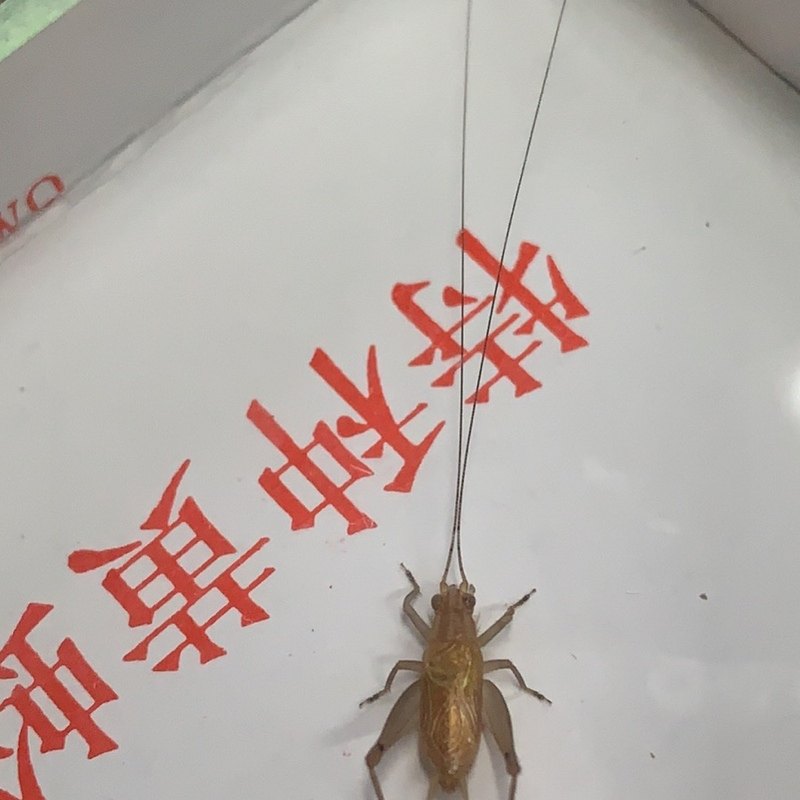 小林虫艺新到大黄蛉安徽大黄蛉石志明大黄蛉爱叫小黄蛉活体鸣虫,宠物/宠物食品及用品,特色爬宠/鸣虫,淘宝优惠券,粉丝福利购,淘宝优惠卷