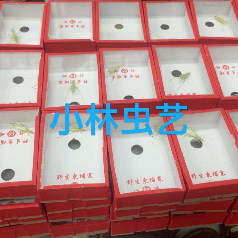 小林虫艺柬埔寨竹蛉好听爱叫活体鸣虫柬埔寨竹蛉