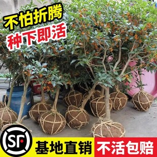 植物桂金桂老桩好养活 桂花树苗盆栽绿植庭院地栽大树室外花卉四季