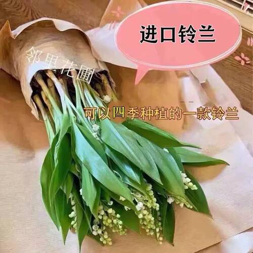 现货高品质荷兰进口铃兰花苗盆栽浓香型花卉室内外阳台好养办公桌