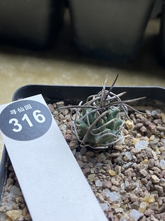 3实生长卷刺碳刺升龙丸娇丽1.9cm