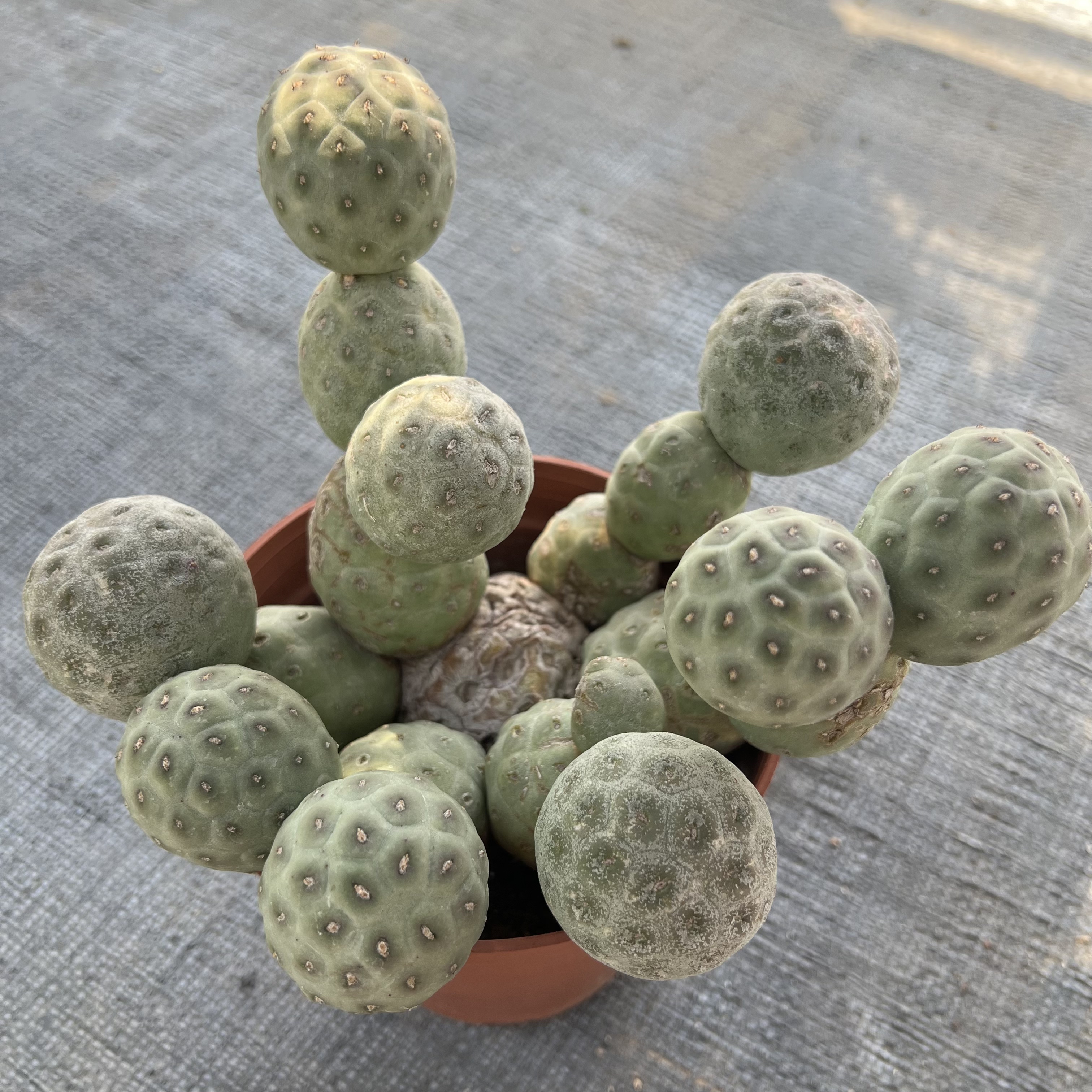 无刺习志野群自根母球有老疤仙人球块根多肉植物绿植盆栽花卉