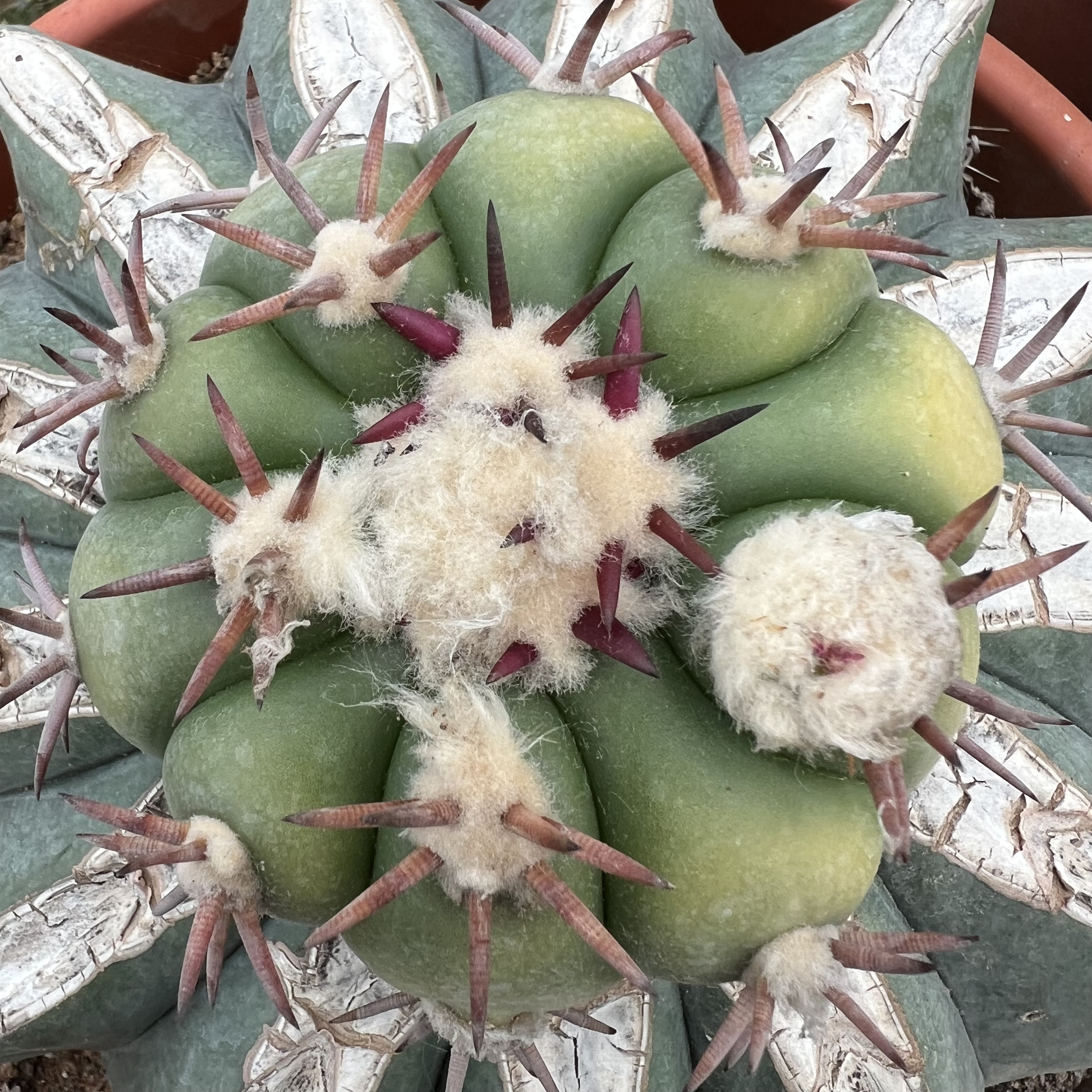 短豪刺花王丸锦老巨鸠嫁接防辐射仙人球块根多肉植物绿植盆栽花卉
