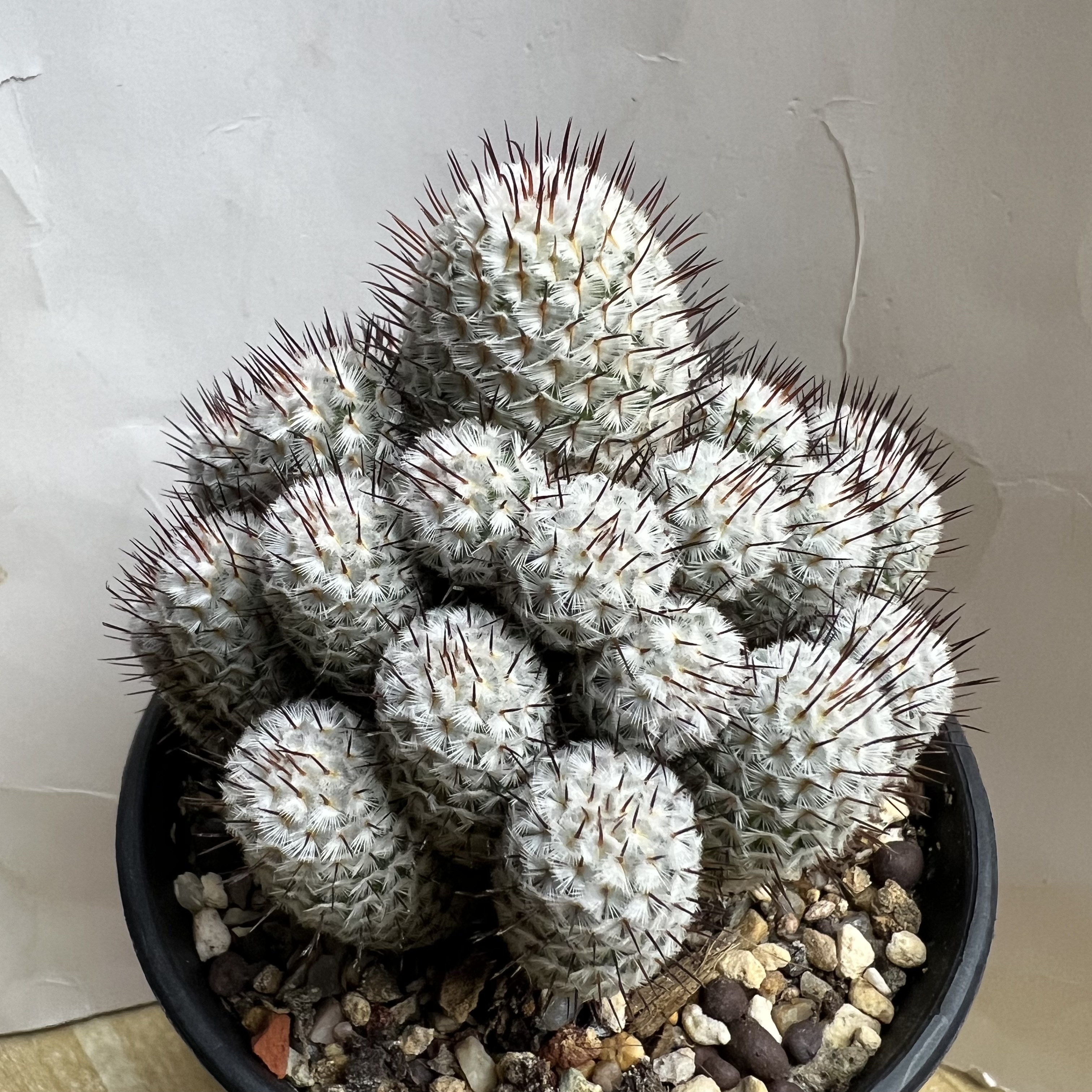直刺佩雷群实生防辐射仙人球块根多肉植物绿植盆栽花卉龙舌兰