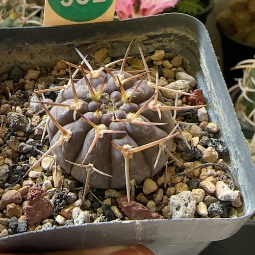 26实生狂刺武勋丸3.6cm