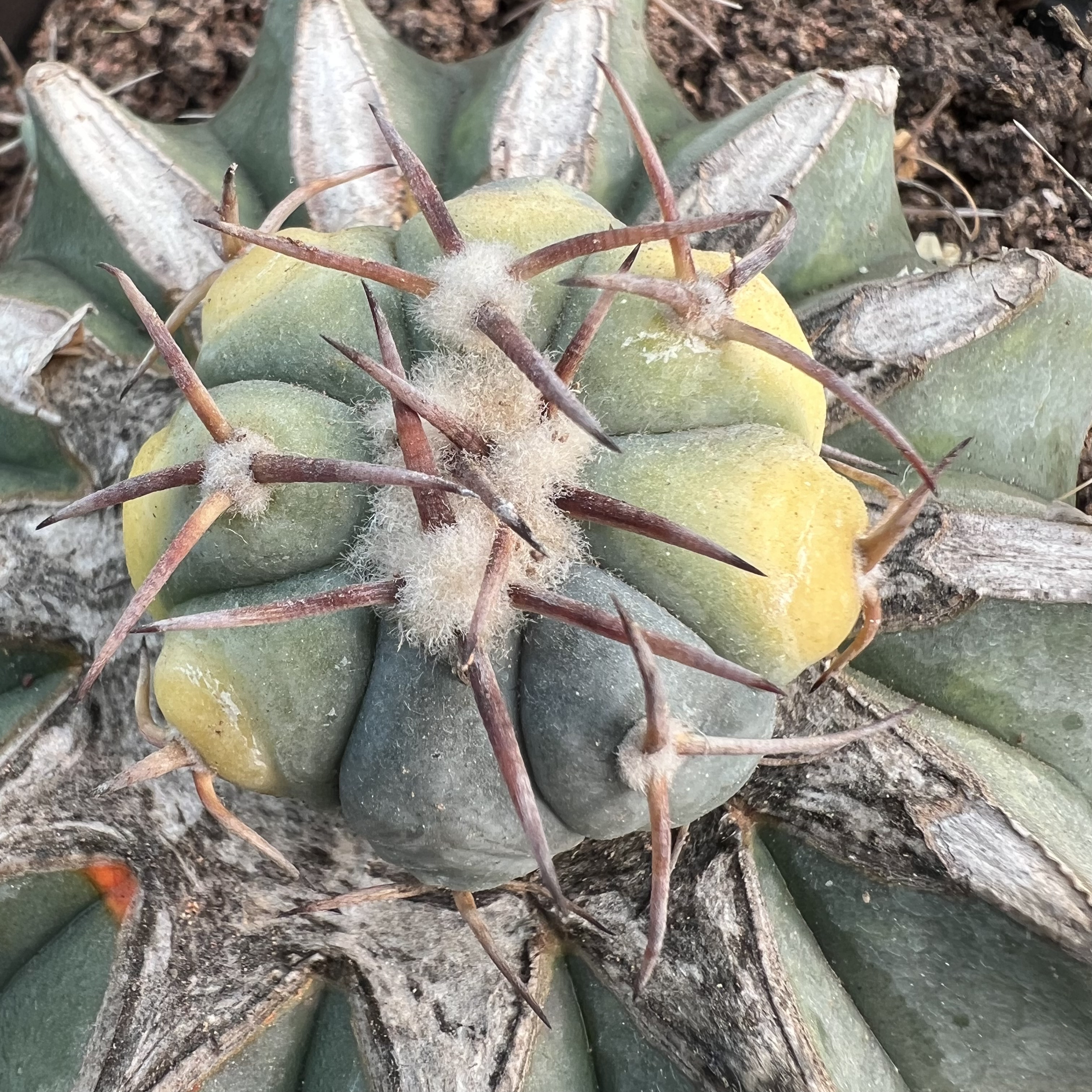 花王平丸锦老巨鸠嫁接防辐射仙人球多肉植物绿植花卉龙舌兰