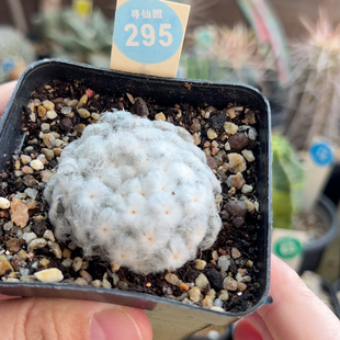 29自根佛头白星4.4cm