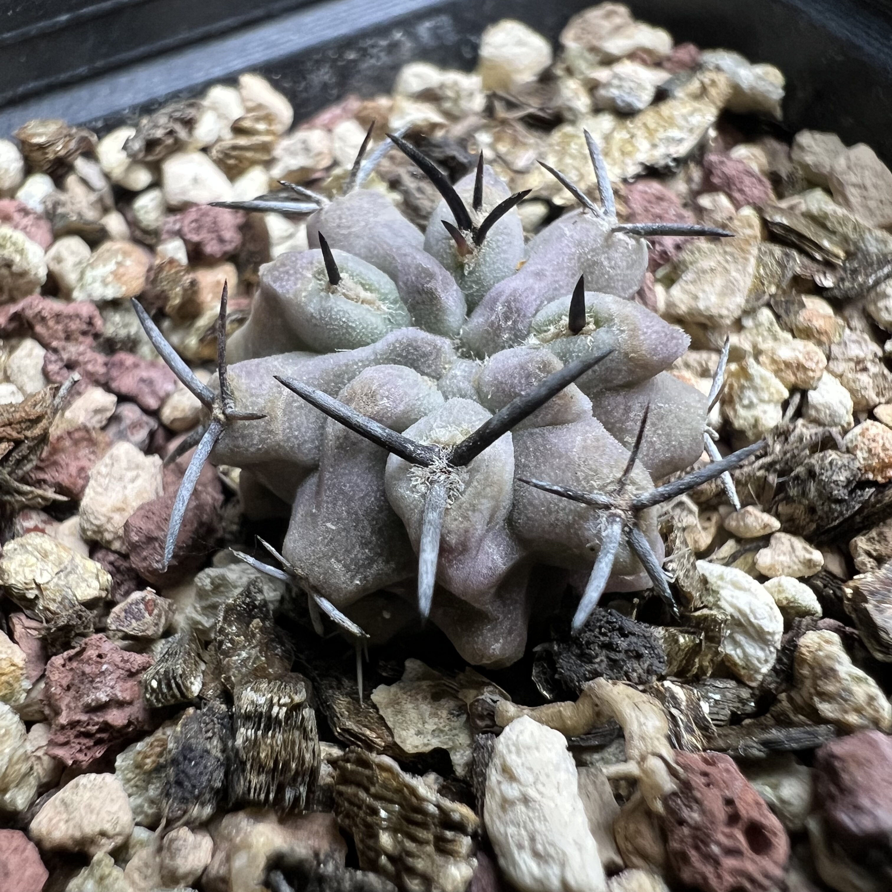 白肌素妆玉实生仙人球块根多肉植物绿植盆栽花卉龙舌兰卧牛