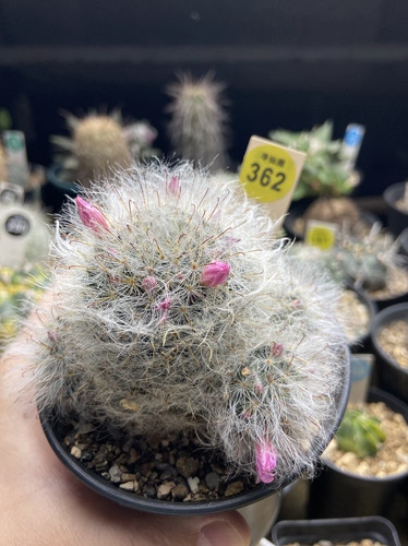 14实生粉花白云高砂群一颗仙人球