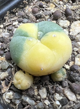 明黄海鲜散锦自根防辐射仙人球块根多肉植物绿植盆栽花卉