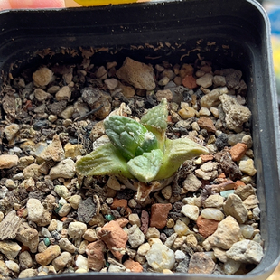 2实生怒涛牡丹一棵2.6cm