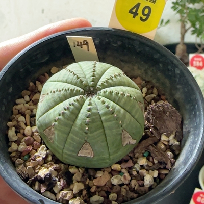 25实生老斑神玉布纹球3.9cm