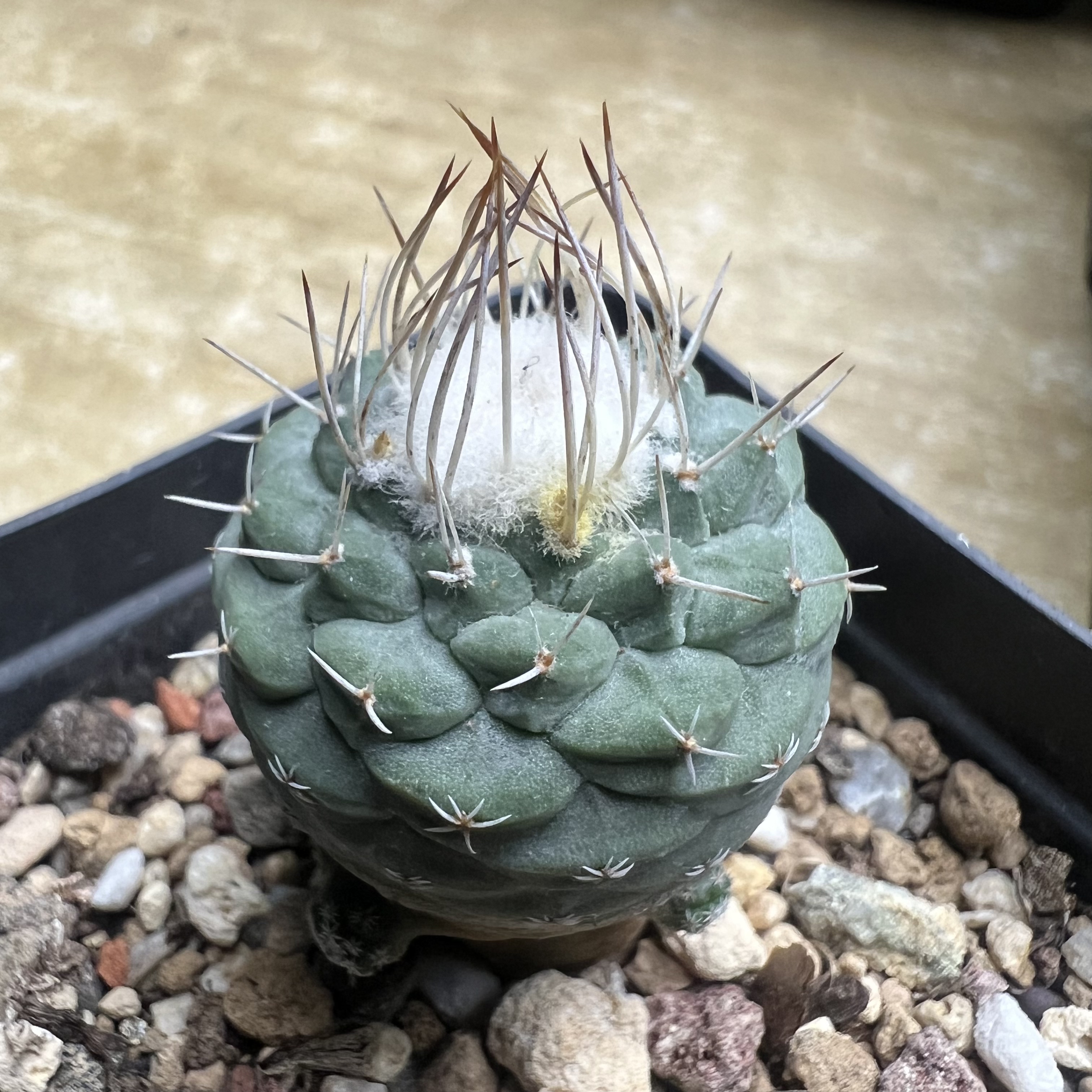 菊水群实生仙人球块根多肉植物绿植盆栽花卉龙舌兰