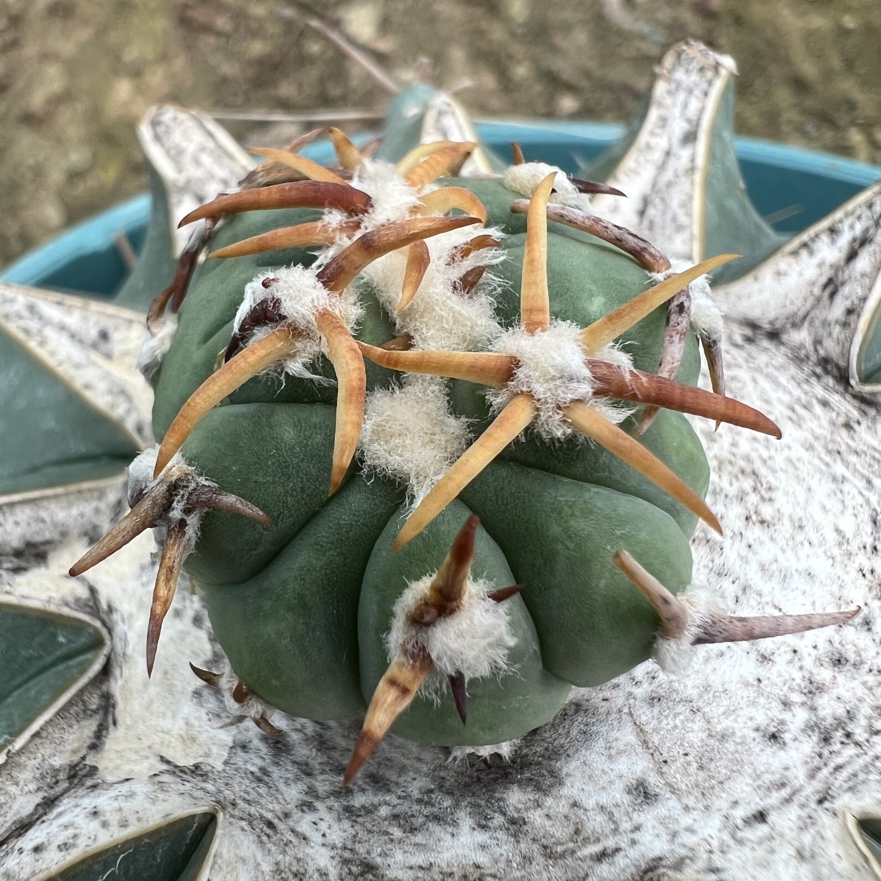 翠平丸缀化巨鸠嫁接仙人球块根多肉植物绿植盆栽花卉龙舌兰