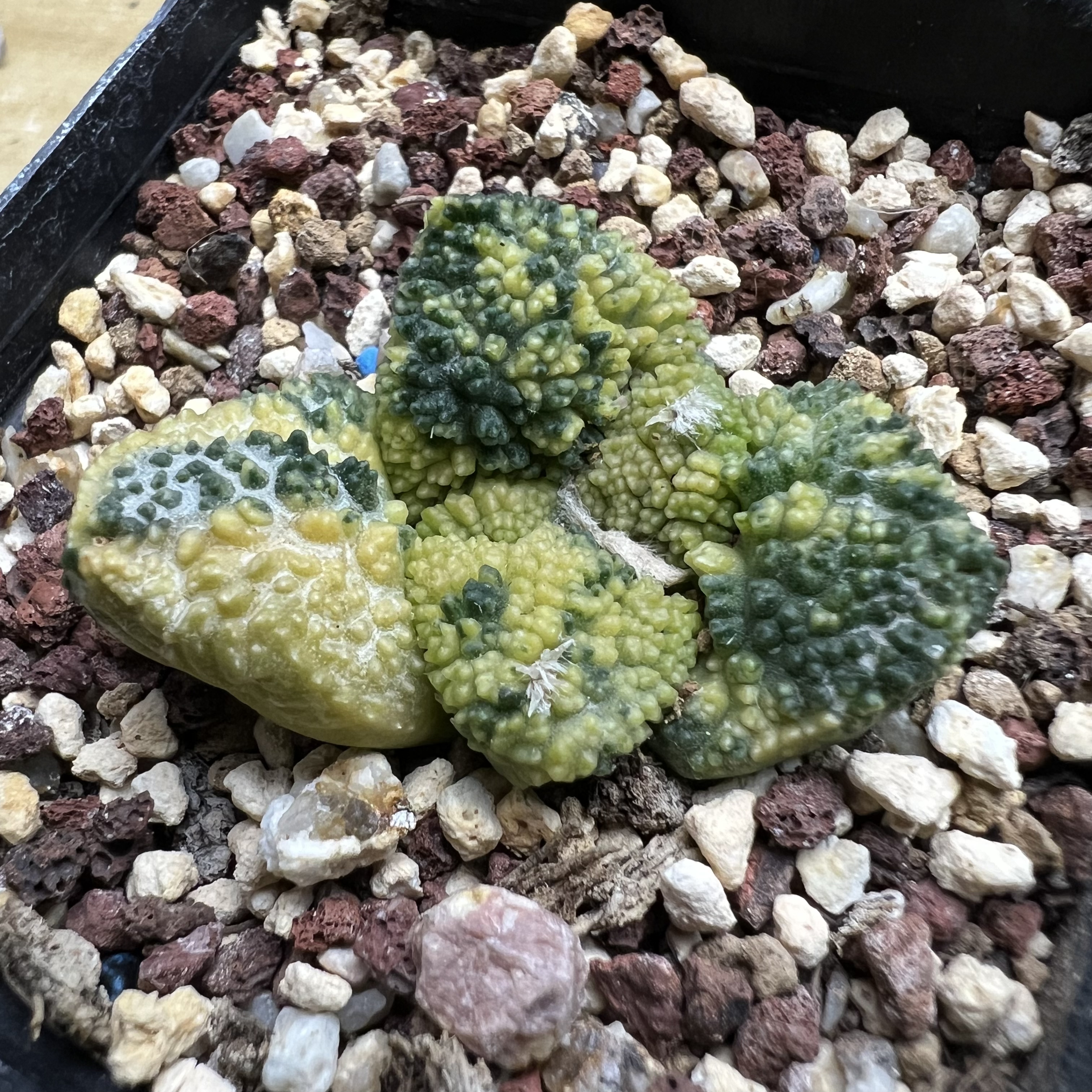 丸疣哥斯拉牡丹锦自根防辐射仙人球块根多肉植物绿植盆栽花卉