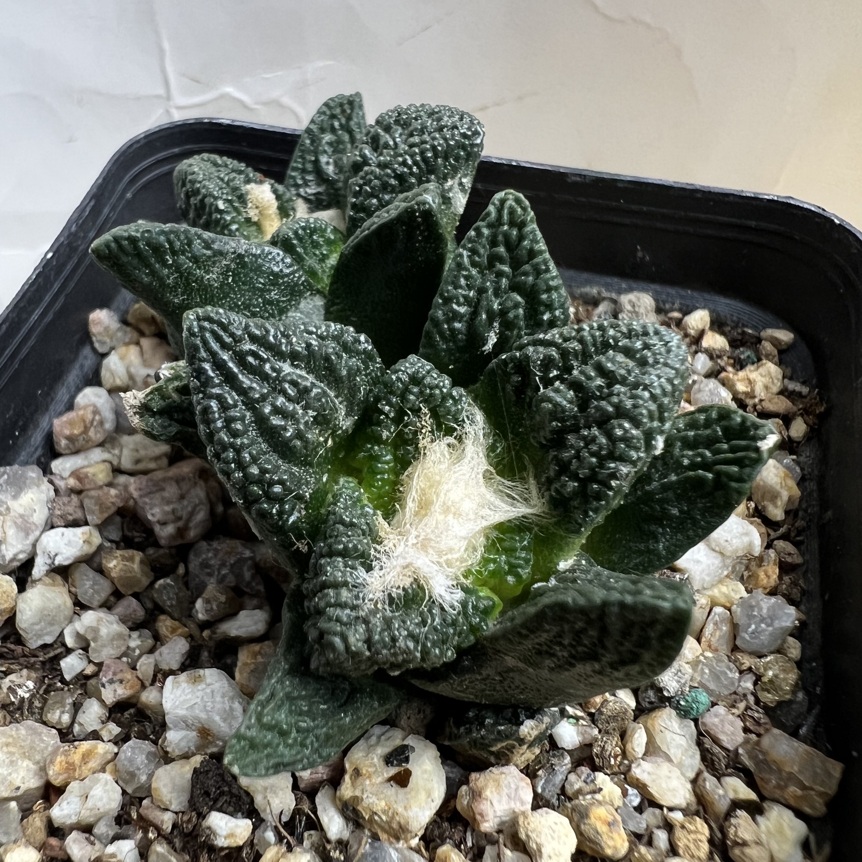 勃氏牡丹双头自根防辐射仙人球块根多肉植物绿植盆栽花卉龙舌兰