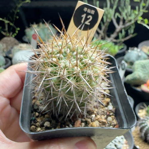 30实生强刺逆龙丸4.4cm