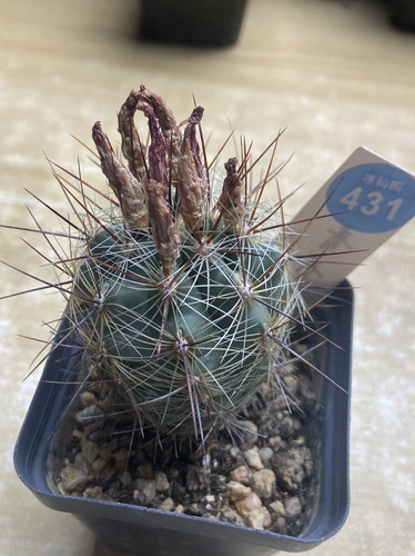 30实生狂刺璇玉4.6cm