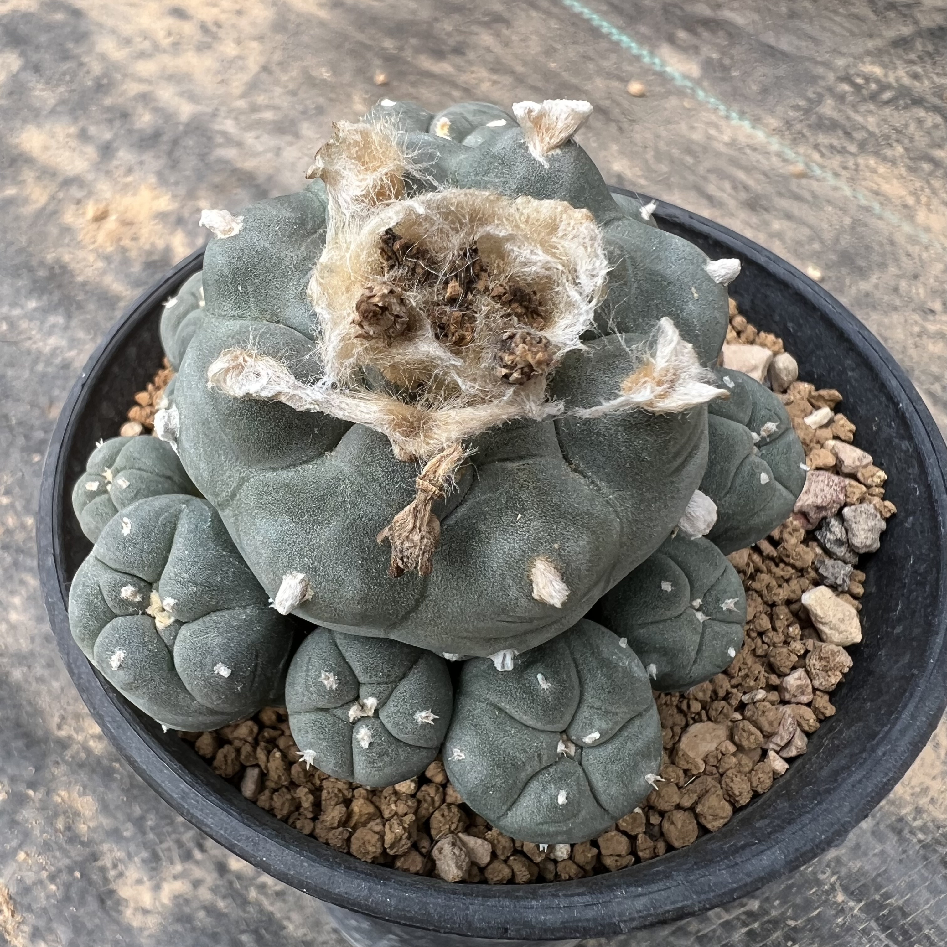 乔丹海鲜五群实生仙人球块根多肉植物绿植盆栽花卉龙舌兰