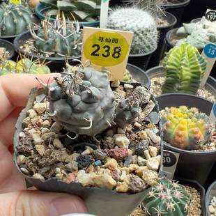 13实生双头娇丽一棵