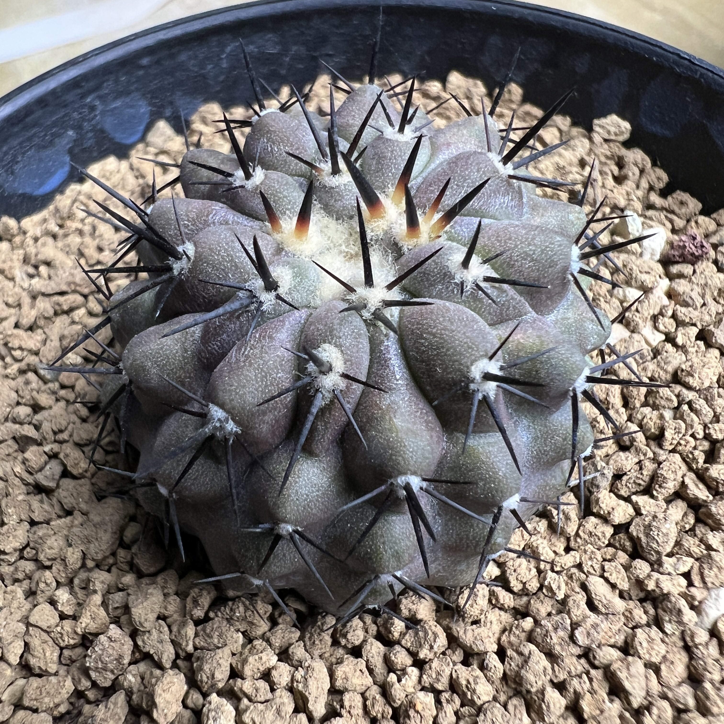 选拔短豪刺孤龙丸龙爪实生仙人球块根多肉植物绿植盆栽花卉龙舌兰