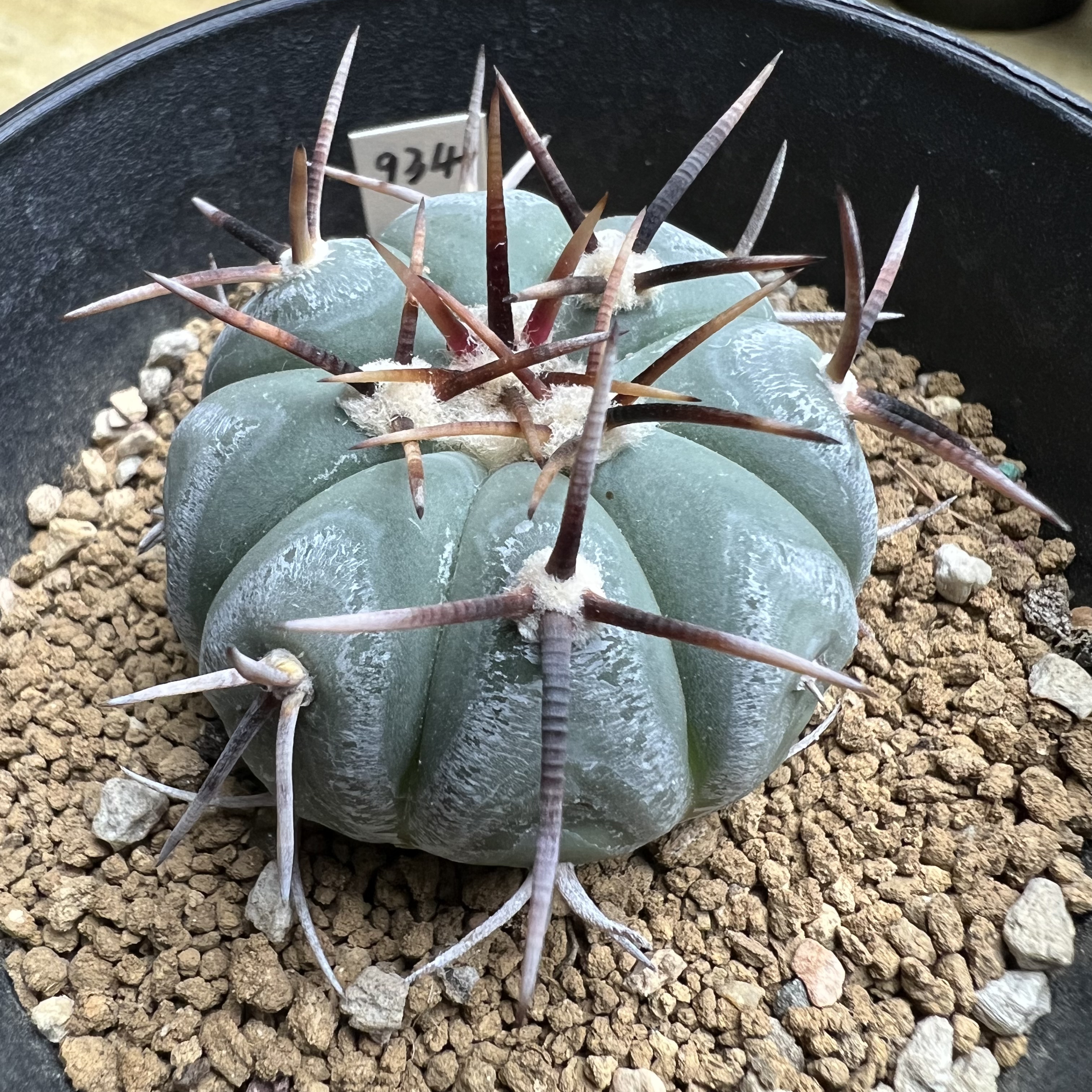 短刺雷帝平丸实生防辐射仙人球块根多肉植物绿植盆栽花卉龙舌兰