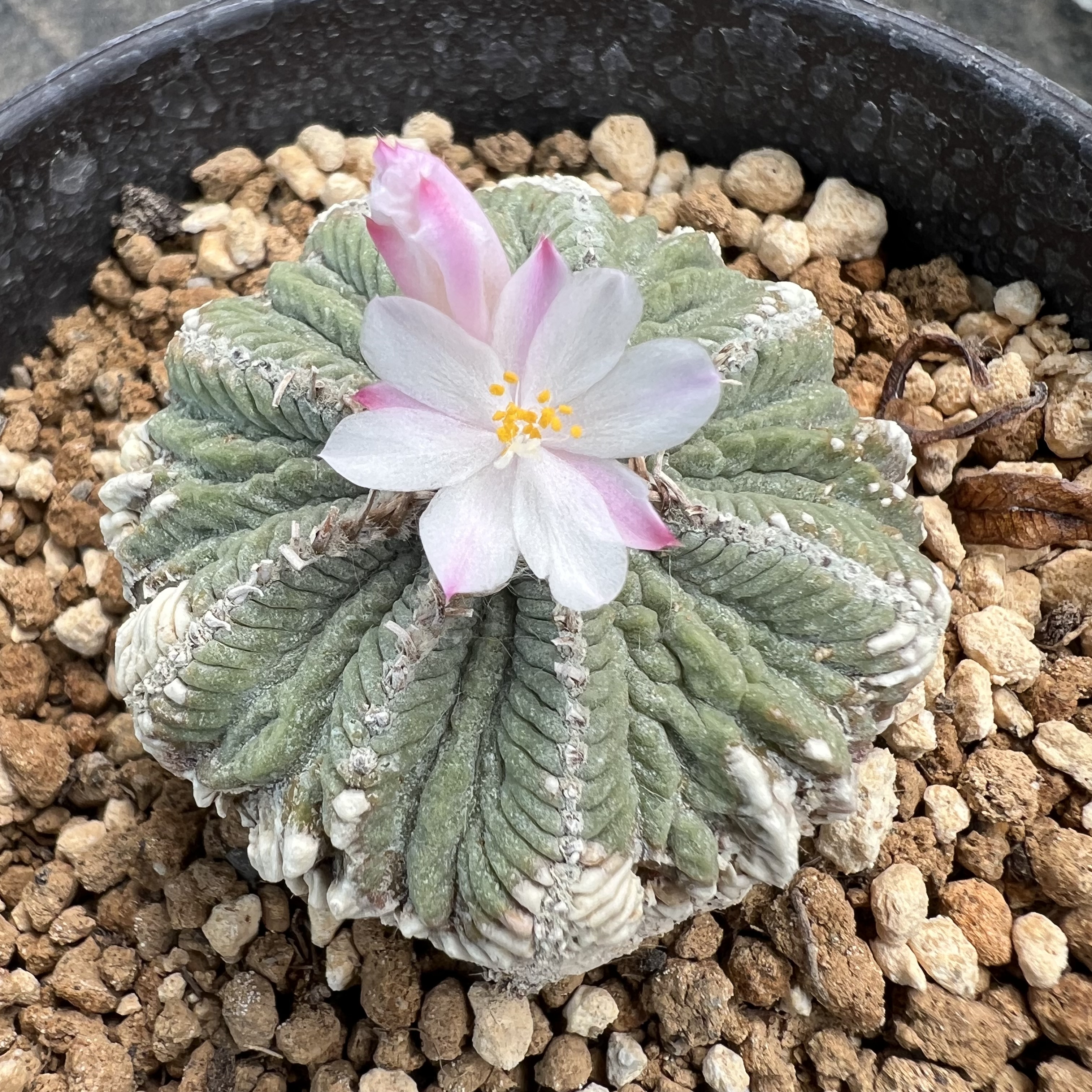 输入老花龙实生仙人球块根多肉植物绿植盆栽花卉龙舌兰卧牛
