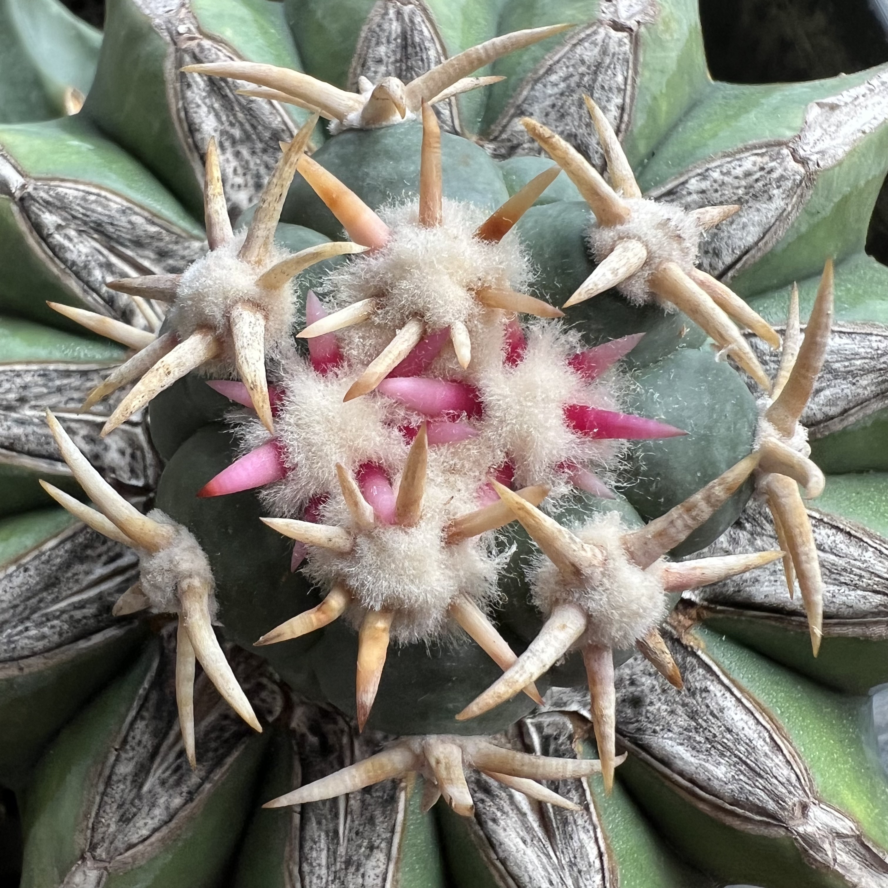 豪刺白刺翠平丸巨鸠嫁接防辐射仙人球块根多肉植物绿植