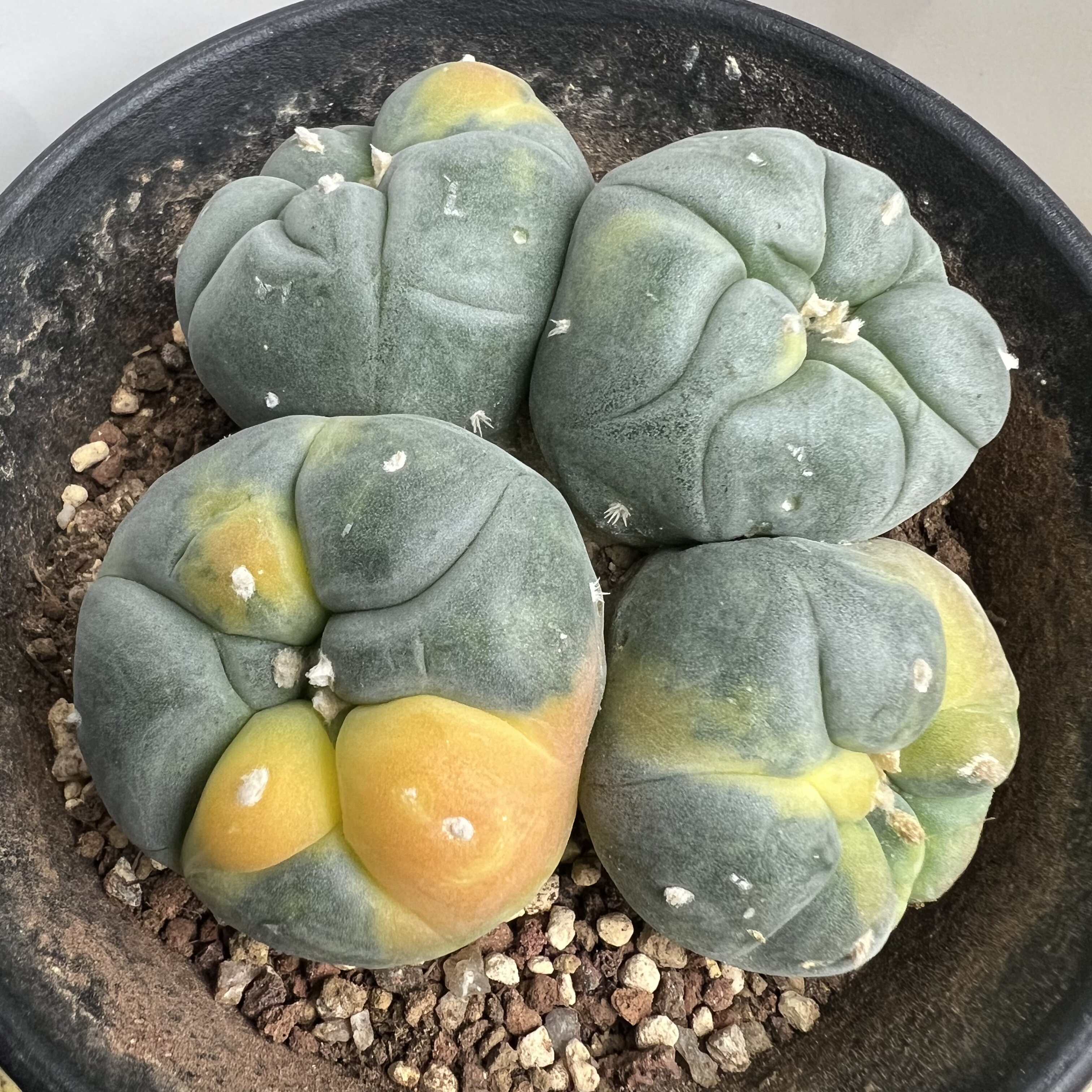 海鲜锦群草球仙人球块根多肉植物绿植盆栽花卉龙舌兰卧牛