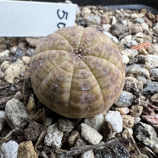 黄金神玉布纹球实生大戟仙人球块根多肉植物绿植盆栽花卉