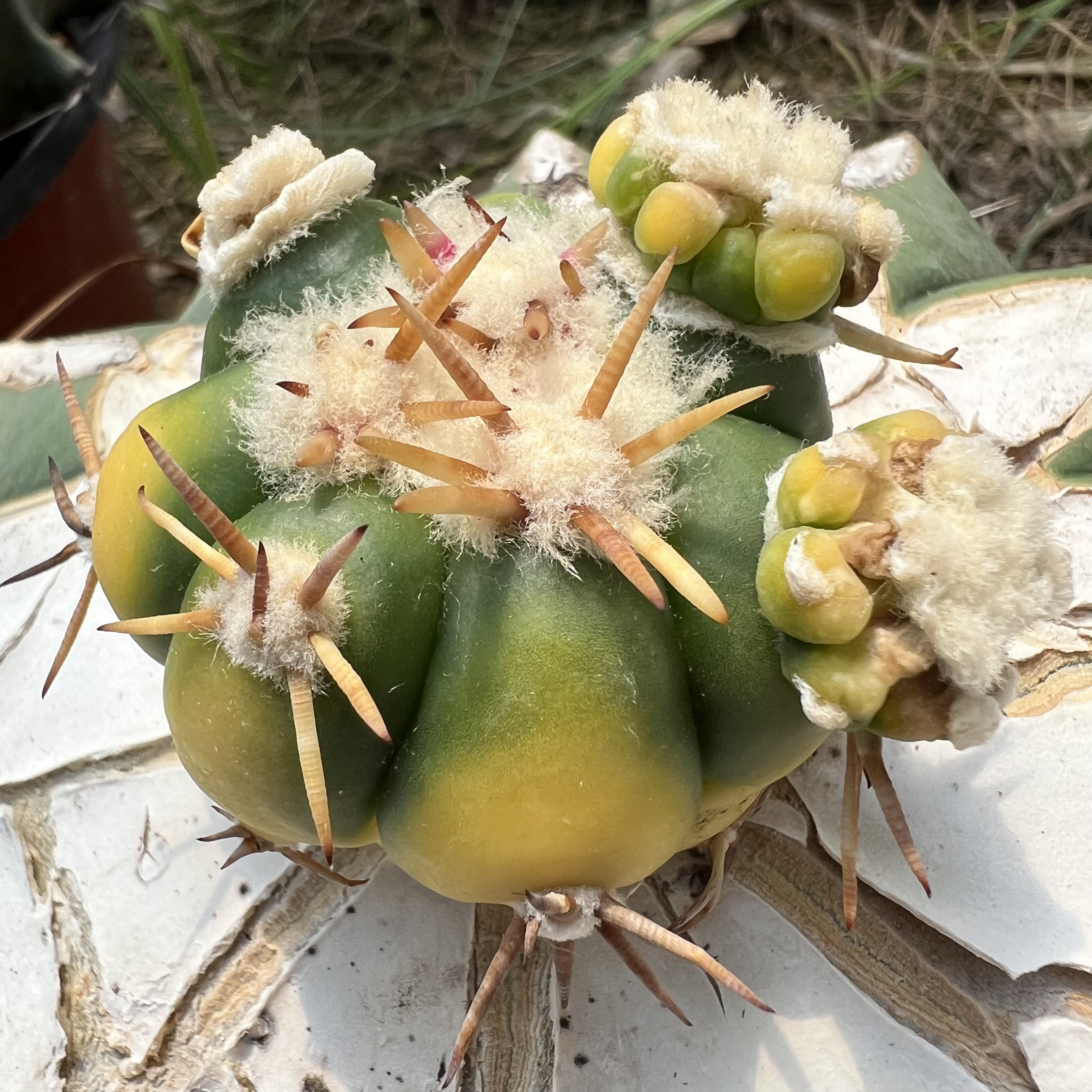 短豪刺花王丸锦嫁接仙人球块根多肉植物绿植盆栽花卉龙舌兰卧牛