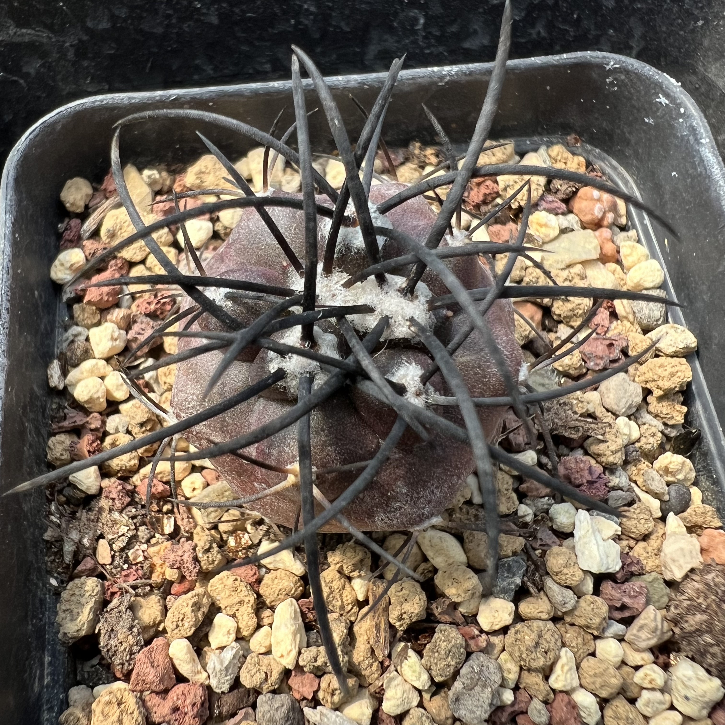 栗星玉实生龙爪仙人球块根多肉植物绿植盆栽花卉龙舌兰